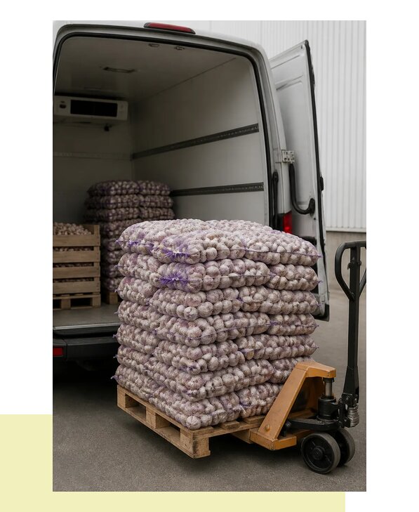 Перевозка чеснока в Клинцы автомобильным транспортом оптом
